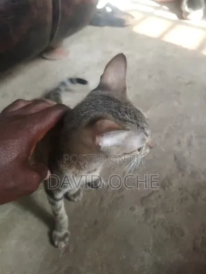 3-6 months Female Purebred Cat