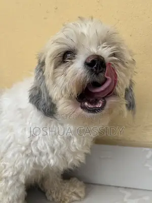 1+ year Male Purebred Lhasa Apso
