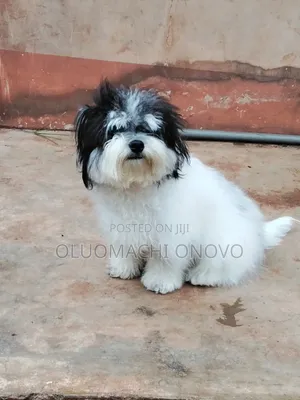 1+ year Male Purebred Lhasa Apso