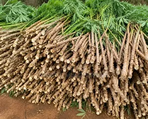 Cassava Stems for Sale | Cassava Seeds