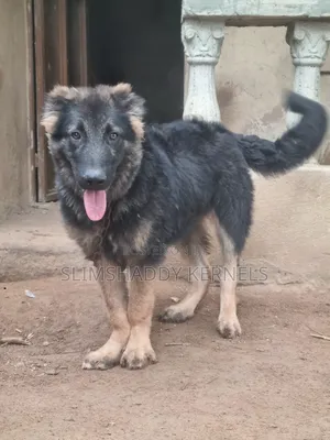 3-6 months Male Purebred Caucasian Shepherd