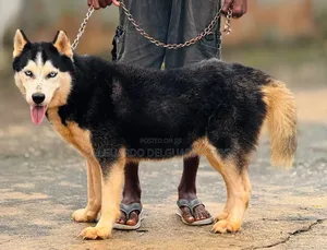 1+ year Female Purebred Siberian Husky