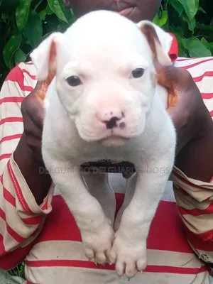 1-3 months Female Purebred American Pit Bull Terrier