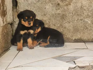 1-3 months Male Purebred Rottweiler
