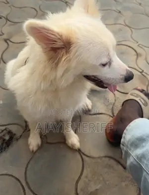 6-12 months Female Purebred American Eskimo