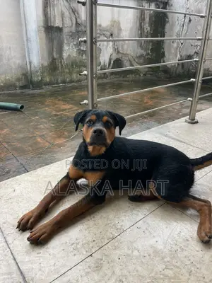 6-12 months Female Purebred Rottweiler