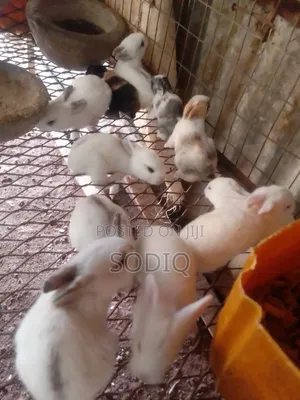 TUNDEX RABBIT FARM We Deliver National Wide