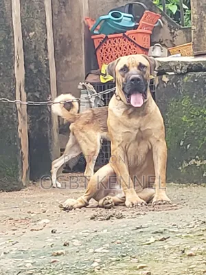 6-12 months Male Purebred Boerboel