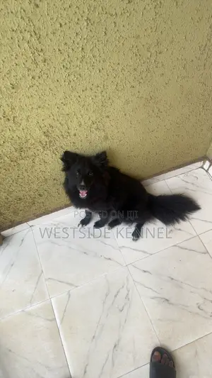 1+ year Female Purebred Border Collie