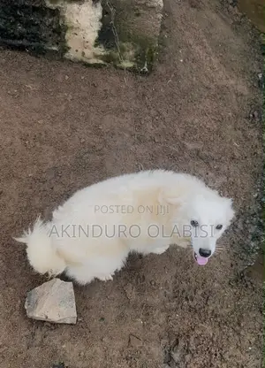 1+ year Female Purebred American Eskimo