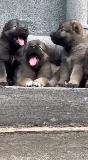 1-3 months Female Purebred Caucasian Shepherd