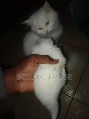 0-1 month Female Purebred Turkish Angora