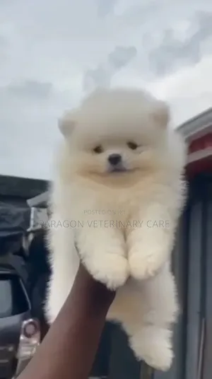 3-6 months Female Purebred Pomeranian