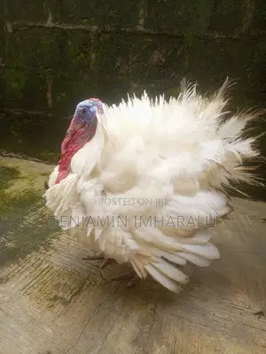 Big Turkeys for Sale