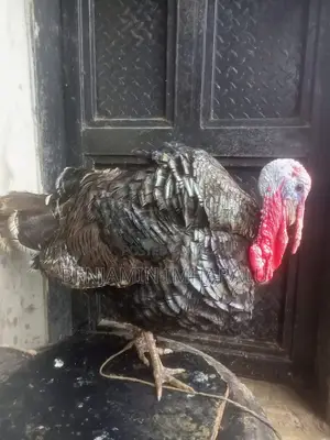 Big Turkeys for Sale