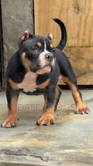 1-3 months Female Purebred American Bully