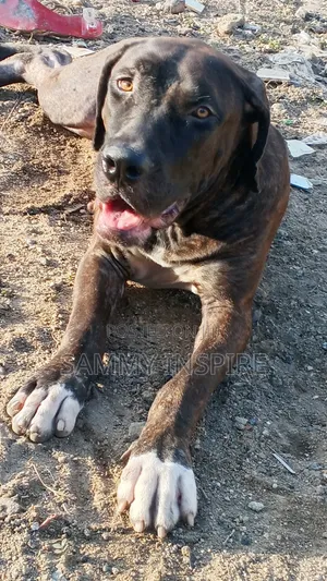 1+ year Female Purebred Boerboel