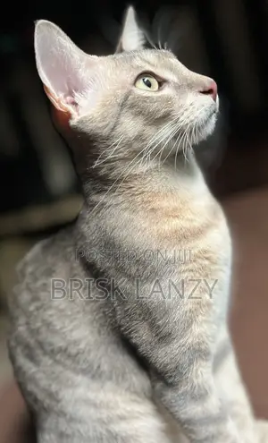 3-6 months Male Mixed Breed Egyptian Mau