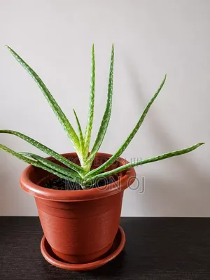 Aloevera Plant