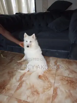 1+ year Female Purebred American Eskimo