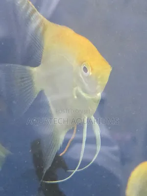 Angel Fish