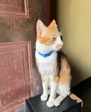 6-12 months Male Mixed Breed Cat