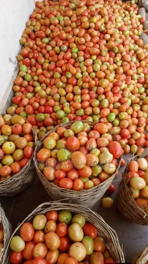 Fresh Tomatoes