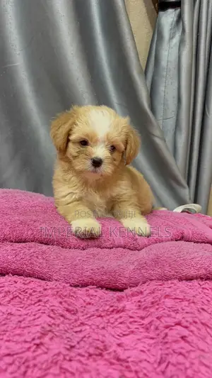 1-3 months Male Purebred Lhasa Apso