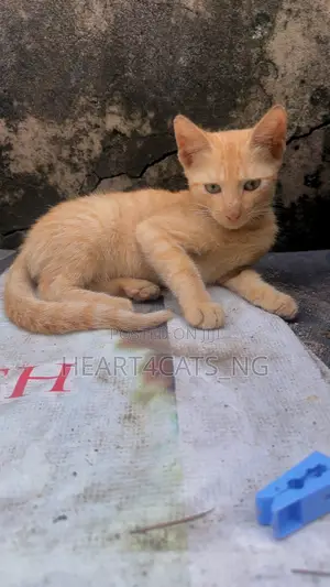 1-3 months Male Purebred American Shorthair
