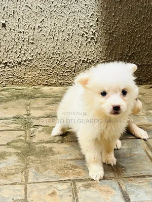 1-3 months Female Purebred American Eskimo