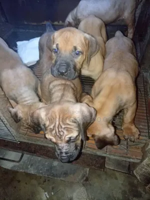 1-3 months Female Purebred Boerboel