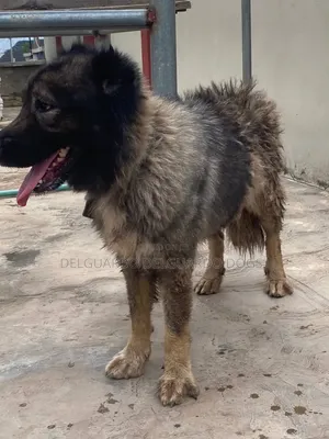 1+ year Female Purebred Caucasian Shepherd