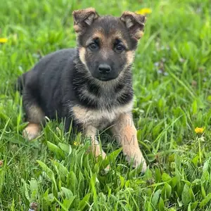 1-3 months Male Mixed Breed German Shepherd