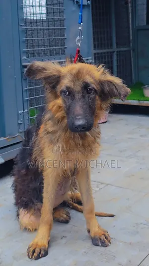 3-6 months Female Purebred German Shepherd
