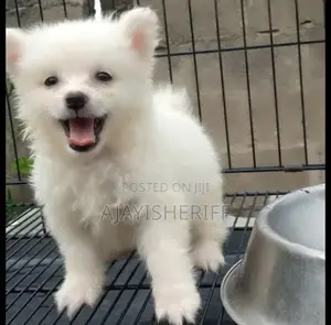 1-3 months Male Purebred American Eskimo