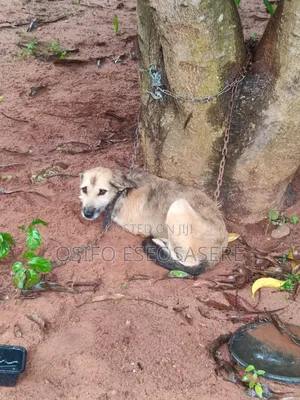 3-6 months Male Mixed Breed Dog