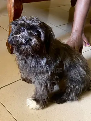 6-12 months Male Purebred Lhasa Apso
