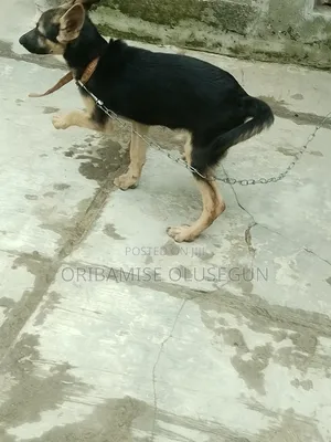 3-6 months Female Purebred German Shepherd