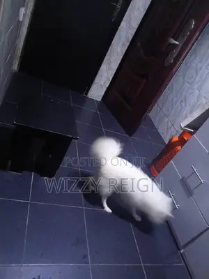 6-12 months Female Purebred American Eskimo