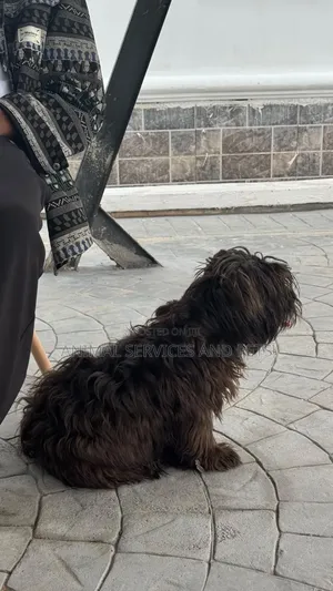 1+ year Male Purebred Lhasa Apso