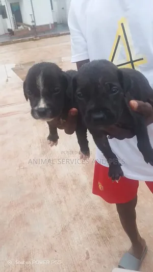 1-3 months Female Purebred Boerboel