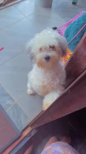 1+ year Female Purebred Lhasa Apso
