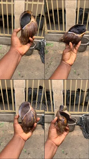 Fresh Snails for Sale – Healthy, Clean Affordable