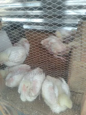 Chickens and Turkey