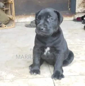 1-3 months Female Purebred Boerboel