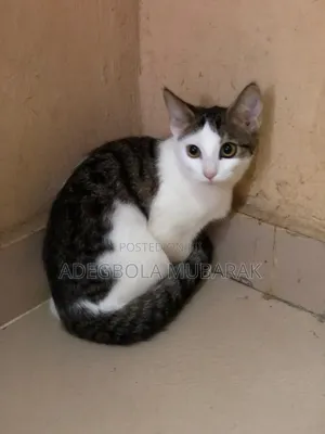 3-6 months Female Mixed Breed Cat