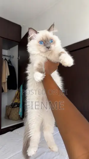 1-3 months Female Purebred Ragdoll