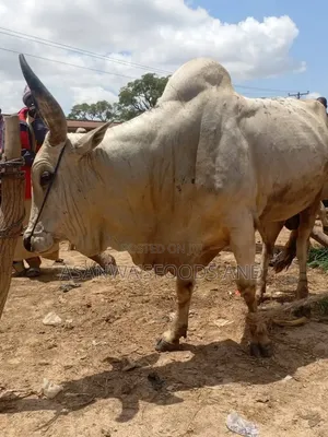 Healthy Cows