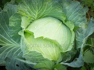 Fresh Organic Cabbage Per 10 Pcs. Jumbo Size.