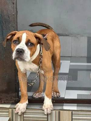 1-3 months Female Purebred Bull Terrier